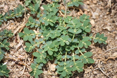 Euphorbia prostrata